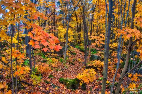 Fall Foliage In Quebéc Travel To Eat