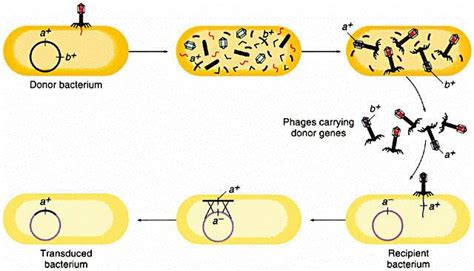 Straining Forward Ap Bio Bacterial Transformation And Transduction