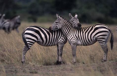 Studies of verbal courtship, including those conducted via computer, via text messaging, or through personal advertisement, are not included in this review. Zebra species