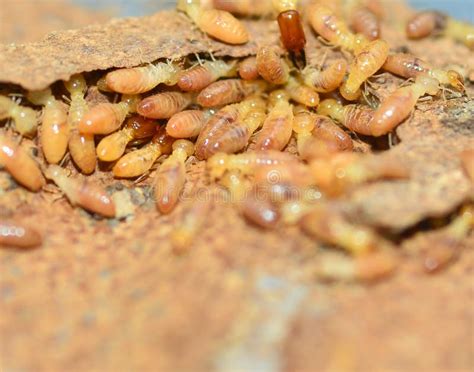 Termites Stock Photo Image Of Nature Soil Subterranean 45329952