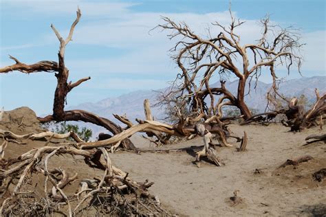 Free Images Landscape Driftwood Tree Sand Wilderness Branch