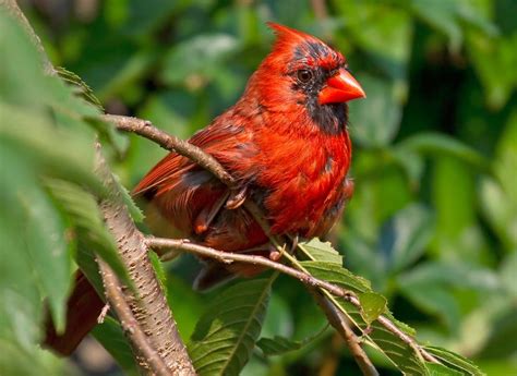 Lorraine Hudgins Cardinal Types Of Photography Bird