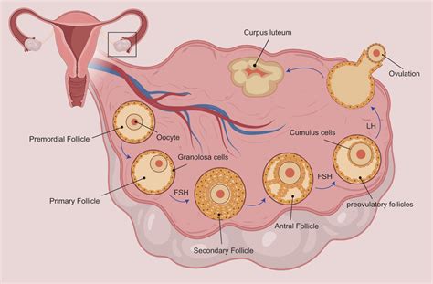 Folliculogenesis Ovarian Follicles Enjoy An Immature Oocyte And