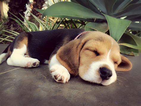 Beagle Puppy Sleeping A Lot