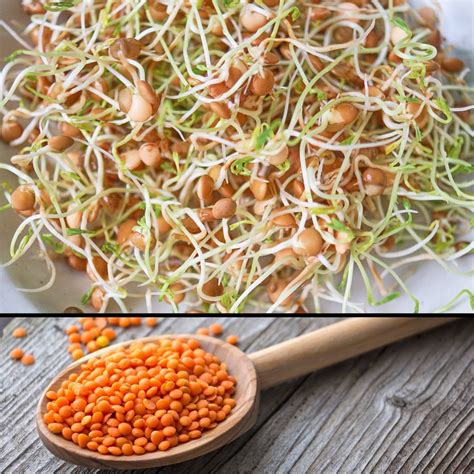 Sprouting Seeds- Red Lentils | The Seed Collection
