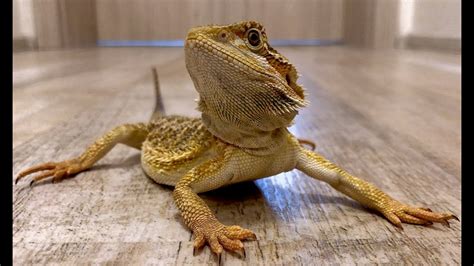 Bearded Dragon A Cute And Funny Bearded Dragon Videos Compilation