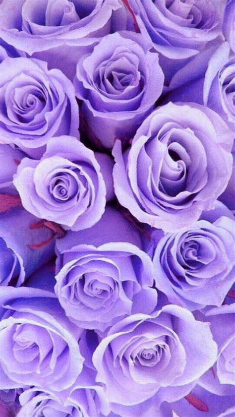 Purple Roses Wallpaper Iphone Roses Stock Wallpaper Wallpaper For