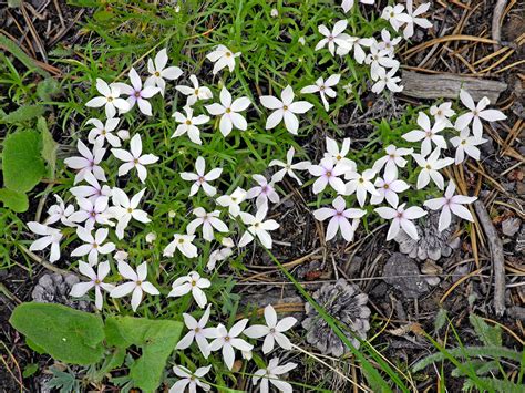 Different Tiny White Wildflowers A Photo On Flickriver