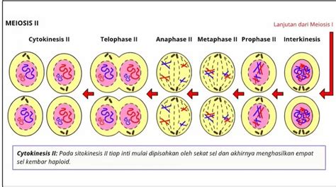 Tahapan Pembelahan Meiosis