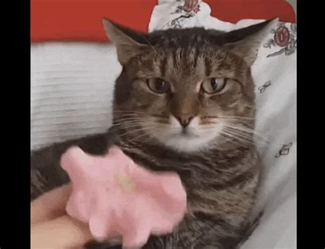 Cat Reacts To Flower In Most Dramatic Way Possible Cute Cats Funny