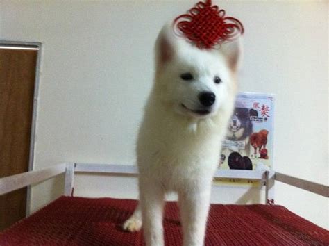 The entire process can take up to an hour. samoyed dog puppy FOR SALE ADOPTION from Kuala Lumpur ...