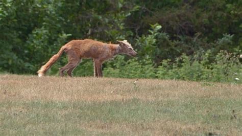 How Feeding Foxes Can Lead To Them Dying Of Disease Cbc News