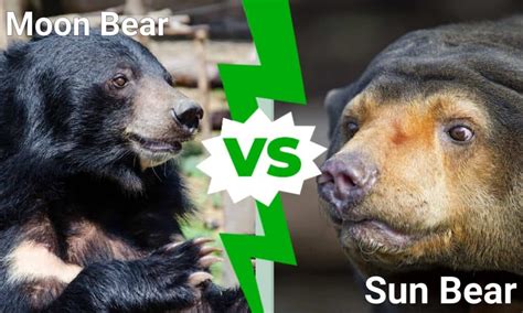 Moon Bear Vs Sun Bear What Are The Differences A Z Animals