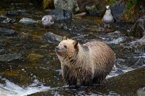 Feds To Look At Ending Grizzly Bear Protections In Idaho Montana And