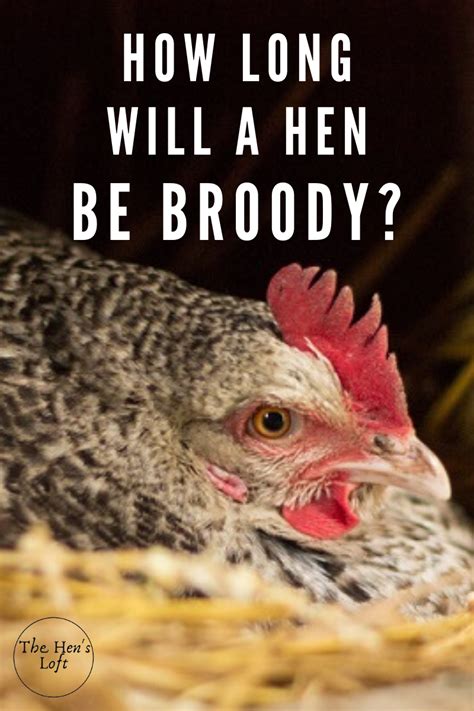 here is a guide on how to stop a hen from being broody the article features 6 tips and