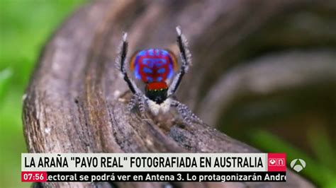 la araña pavo real entre las siete nuevas subespecies de arañas descubiertas en australia