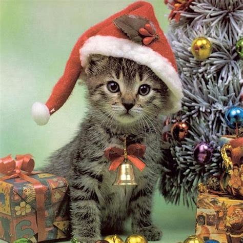Free Christmas Wallpaper With Cats Wallpapersafari