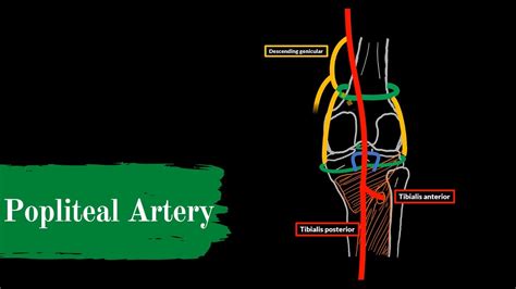Popliteal Artery And The Patellar Network Youtube