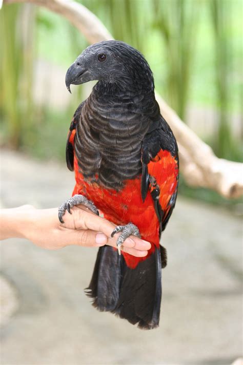 The pesquet's parrot is an unmistakable, quite big parrot. Free Pesquets Parrot Stock Photo - FreeImages.com