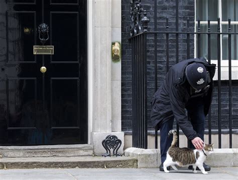 Larry The Cat Stays Put Amid Upheaval Of British Politics The Two Way