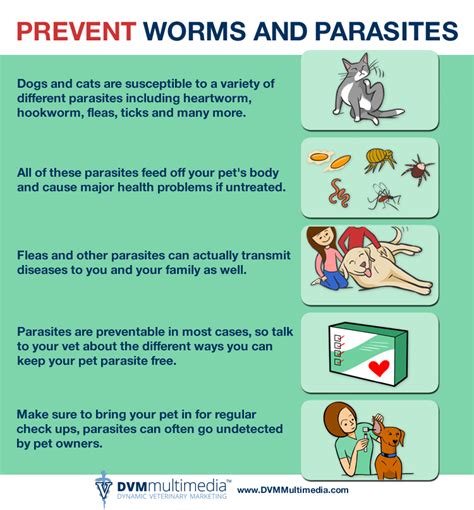 Parasite Prevention Back Bay Veterinary Hospital