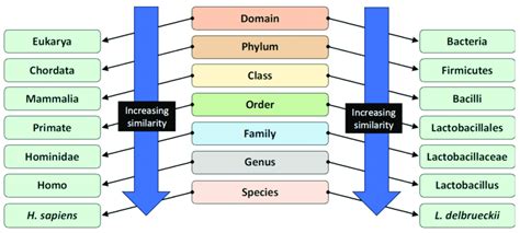 Human Taxonomy Classification Chart