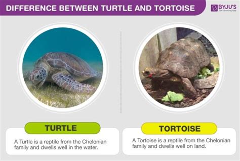 Explore The Difference Between Turtle And Tortoise