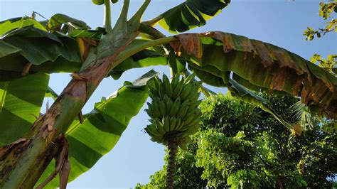 Banana Hanging On The Tree Free Stock Video Footage Youtube