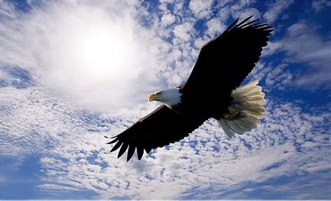 Soaring High Eagle Clouds Sky Flying Raptor Hd Wallpaper Pxfuel