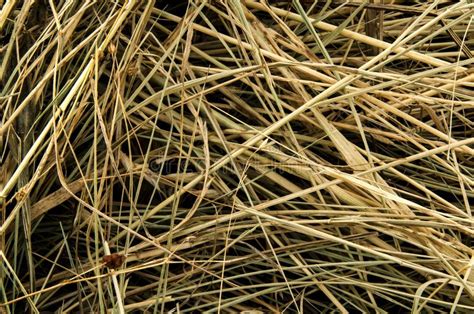 Sheaf Of Grass And Straw In A Park Stock Photo Image Of Dried