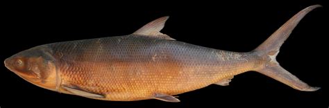 Disinterested definition, unbiased by personal interest or advantage; Chanos chanos (Milkfish) : Specimen Photo: SIO 83-177