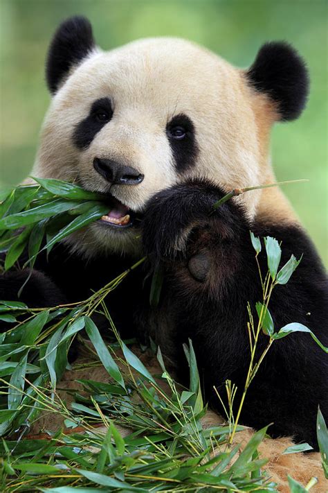 Cute Panda Photograph By Tianyuanonly