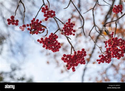 European Rowan Fruits Macro Photo Of Red Berries In Autumn Season