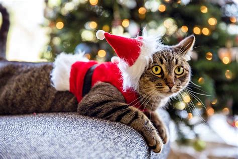 Is There Anything Cuter Than These Photos Of 11 Adorable Cats In Santa