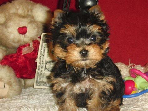 Share a gif and browse these related gif searches. Yorkie - AKC Teacup Female for Sale in Houston, Texas ...