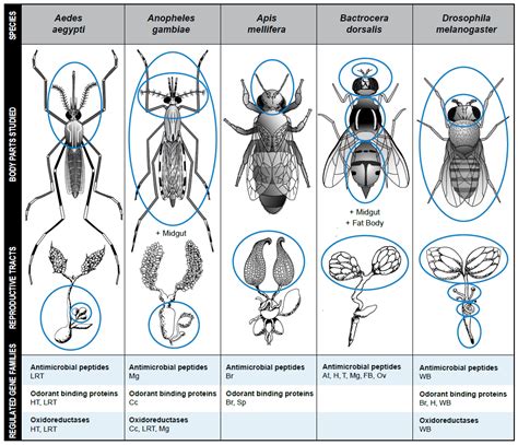 Insects Free Full Text Effects Of Mating On Gene Expression In