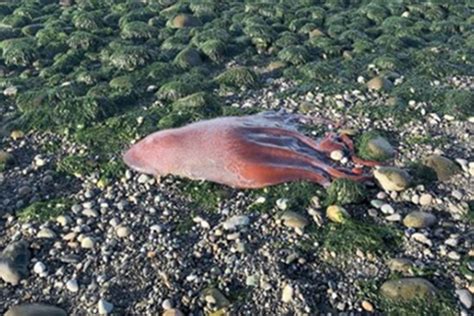 Criatura Bizarra é Encontrada Morta Em Praia Nos Eua E Intriga Cientistas
