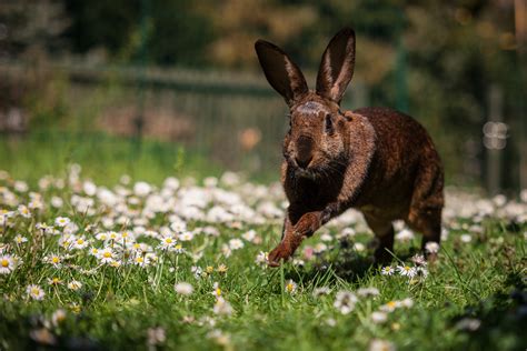 Der Unterschied Zwischen Hasen Und Kaninchen Möhren Sind Orange
