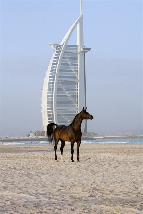 Dubai Arabian Stud Arabian Horses Stallions Farms Arabians For