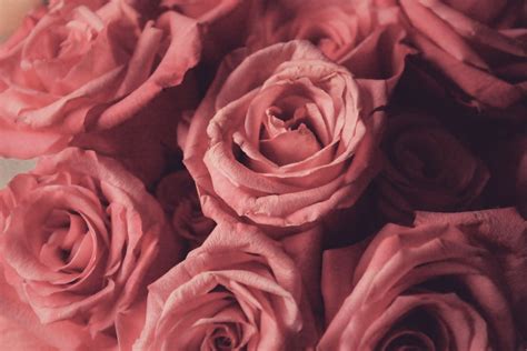 Pink Roses Zoom Background Download Free Valentines Day Zoom
