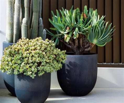 Cool Potted Plants Tips For Protecting Your Pot Plants In Summer