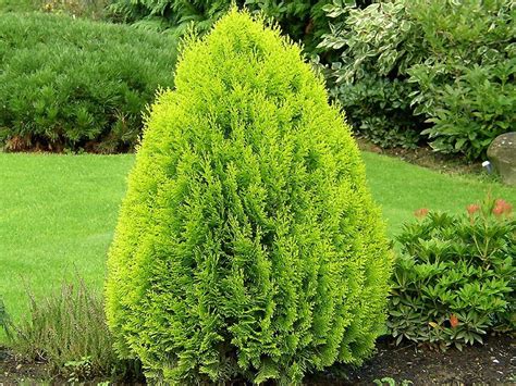 Thuja Orientalis Aurea Nana Golden Biota Shrubs Thuja Orientalis