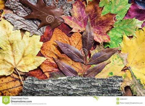 Colorful Autumn Leaves And Tree Bark Stock Image Image Of Foliage