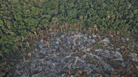 Amazon Rainforest Fires Wwf Reveals Shocking Photos Of Devastation In