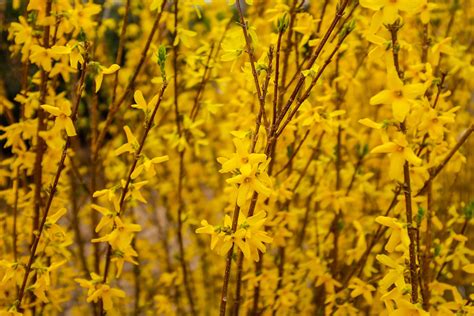 7 Best Flowering Trees And Shrubs For Your Yard Patuxent Nursery