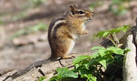 Eastern Chipmunk The Animal Facts Appearance Diet Behavior