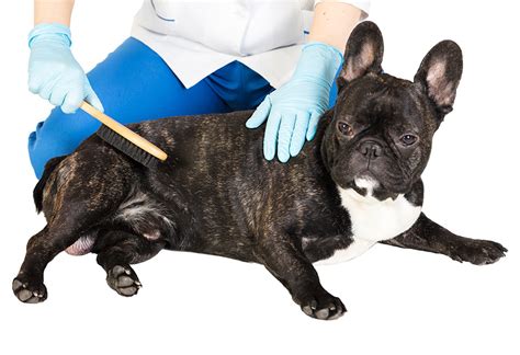 French bulldogs have many common health issues. French Bulldog Allergy - French Bulldog Breed