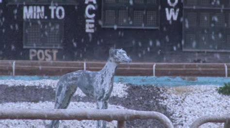 Arizona Greyhound Racing Moves Off The Track And Onto Tv Sets