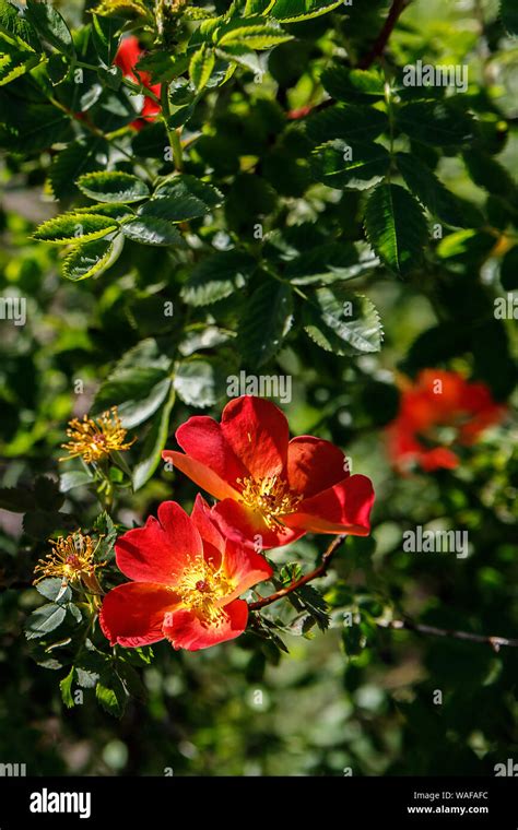 Red Orange Garden Roses Pattern Closeup A Beautiful Wild Rose Bush