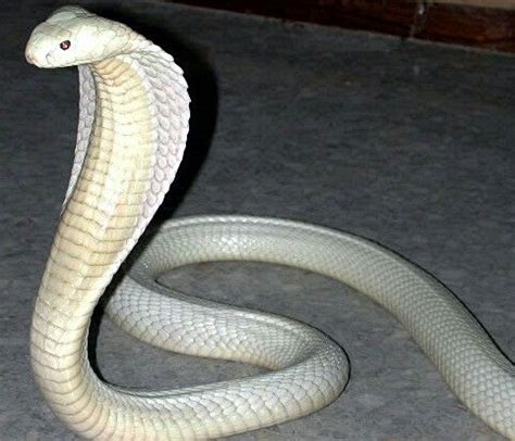 Check spelling or type a new query. White king Cobra....nothing more beautiful.... | Albino animals, Rare albino animals, Albino